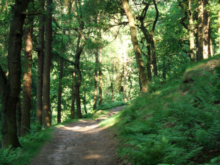 Forest Wood Forest Wood